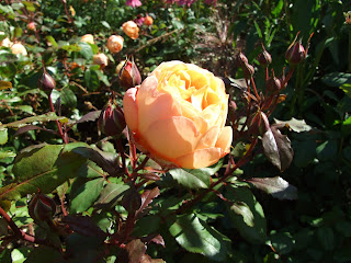 the david austin rose lady emma...